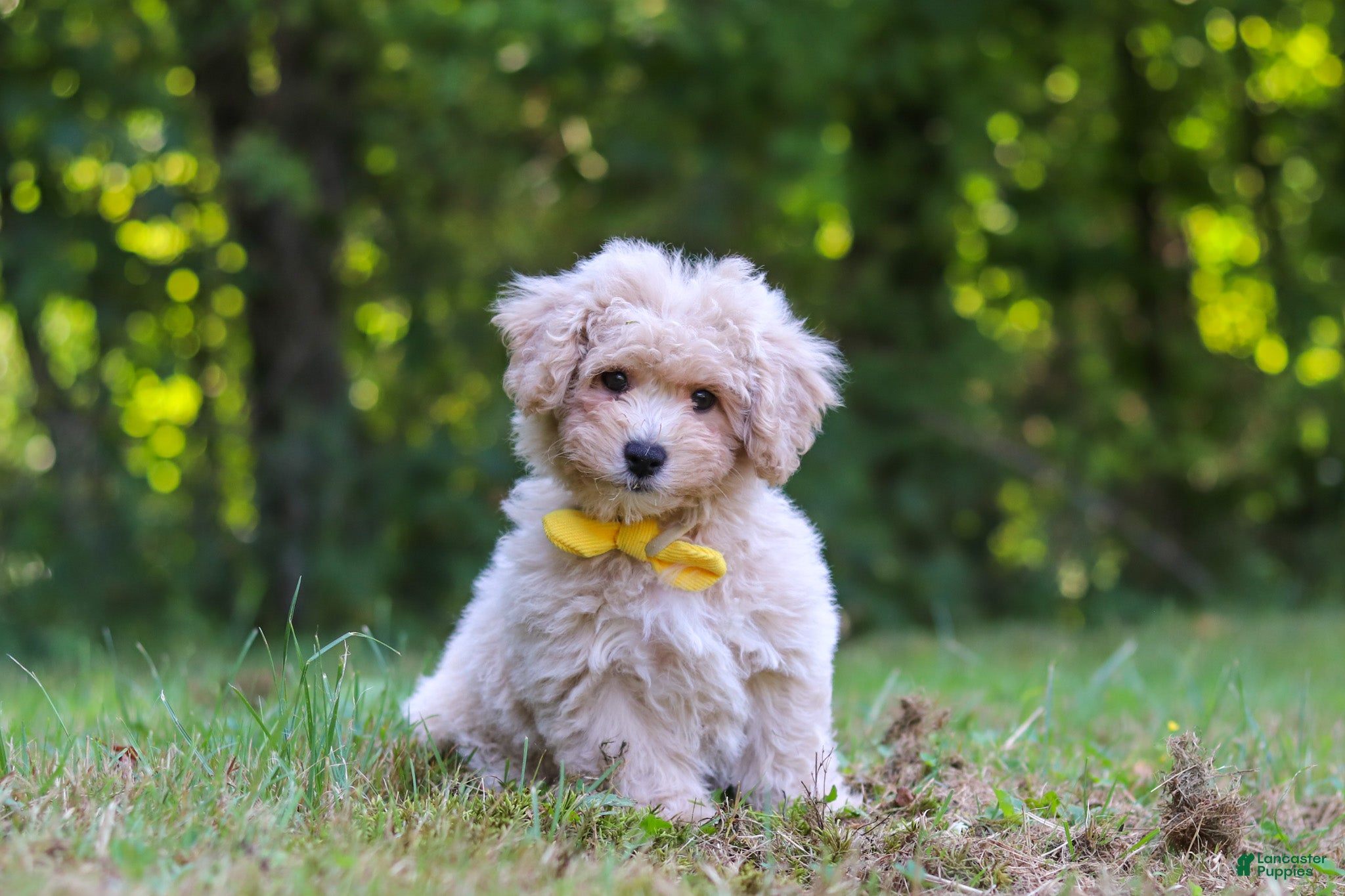 Bichpoo dogs Caleb - Ad 1