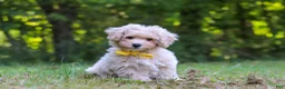 Bichpoo dogs for sale: Caleb - Ad 1