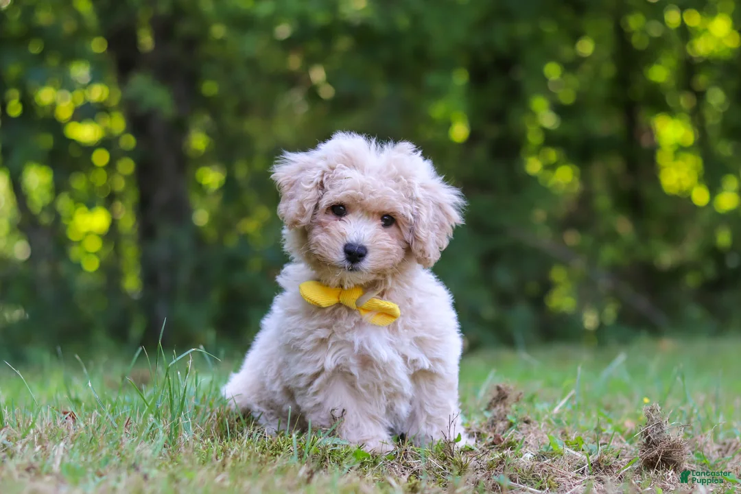 Bichpoo dogs for sale: Caleb - Ad 1