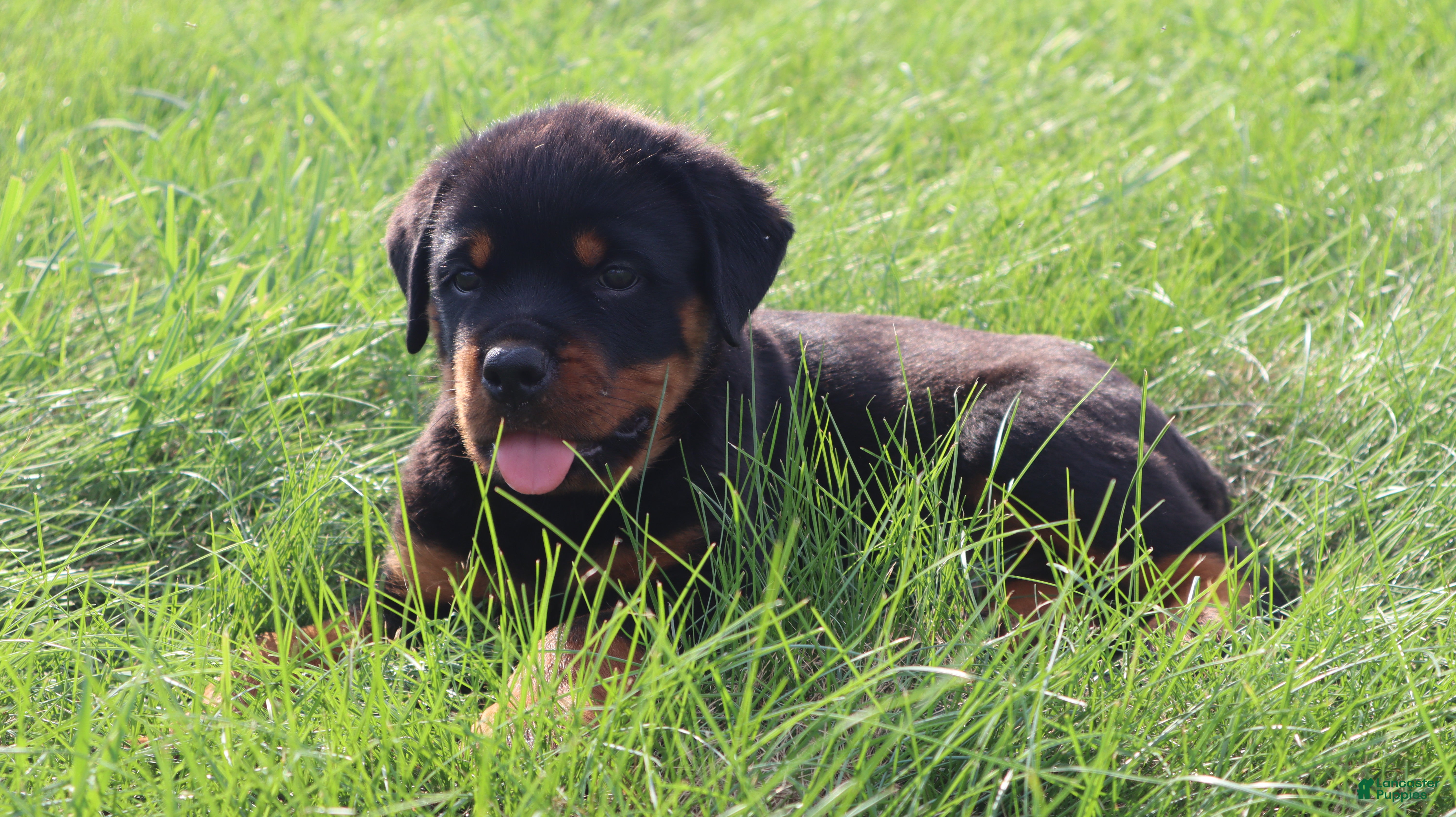 Rottweiler dogs Beavo - Ad 2