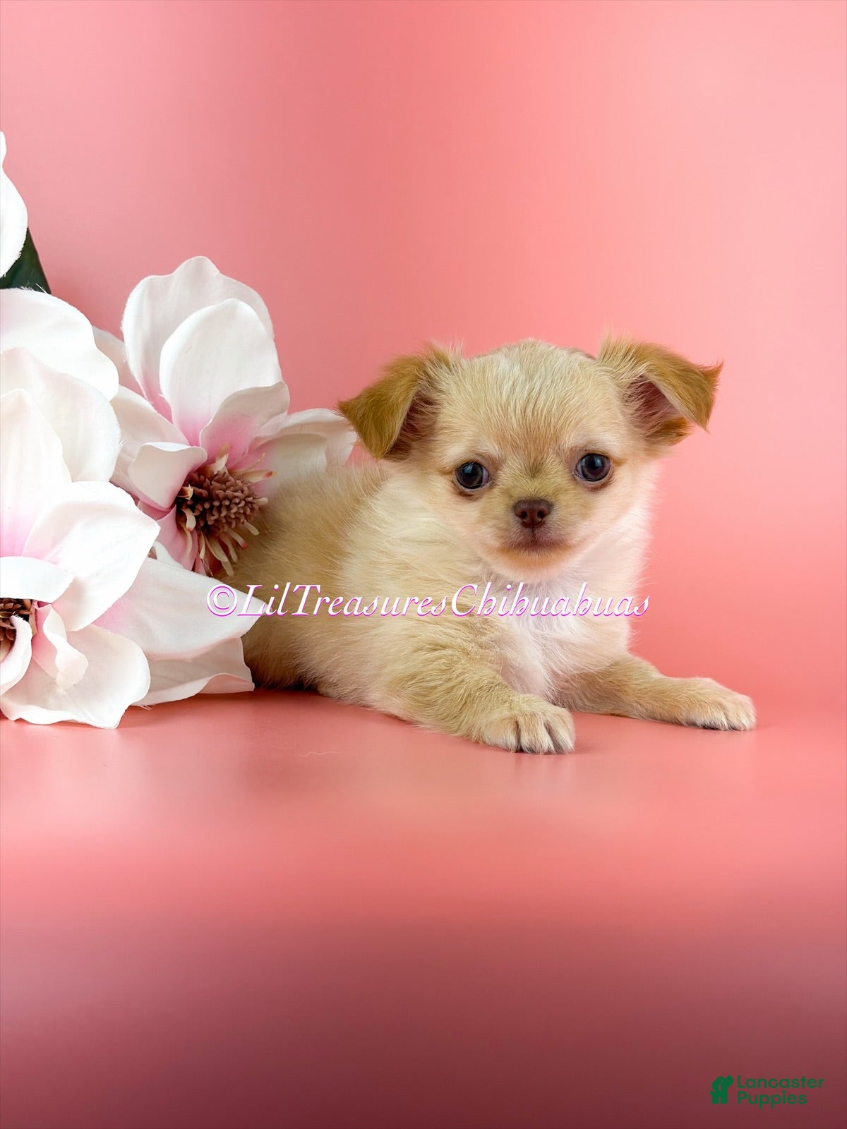 Chihuahua dogs Ben - Ad 1