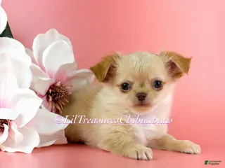 Chihuahua dogs for sale: Ben - Ad 3