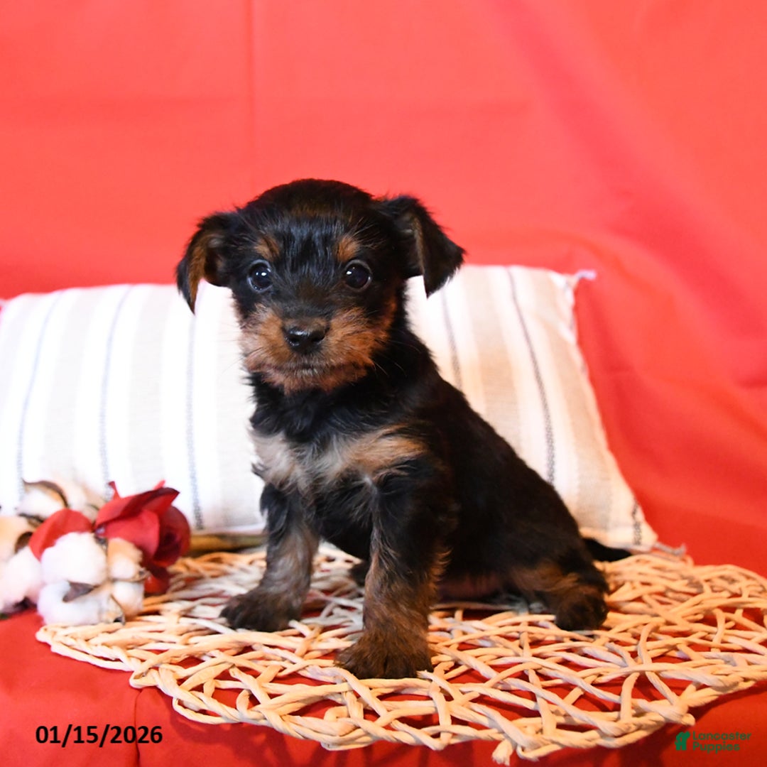 Yorkiepoo dogs for sale: Rascal - Ad 4