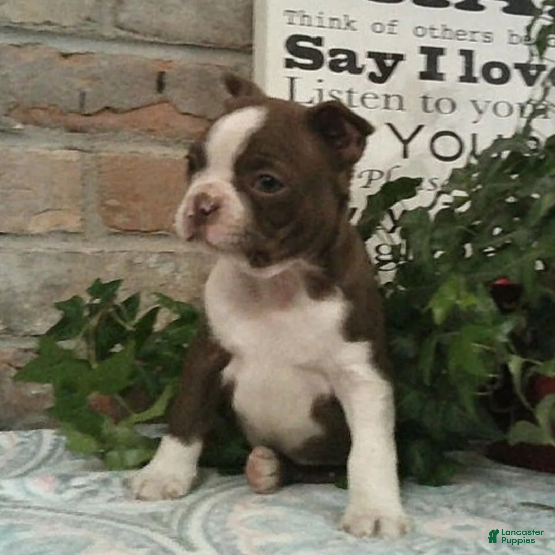 Boston Terrier dogs for sale: Cota  - Ad 2