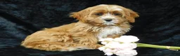 Cavapoo dogs for sale: King - Ad 6