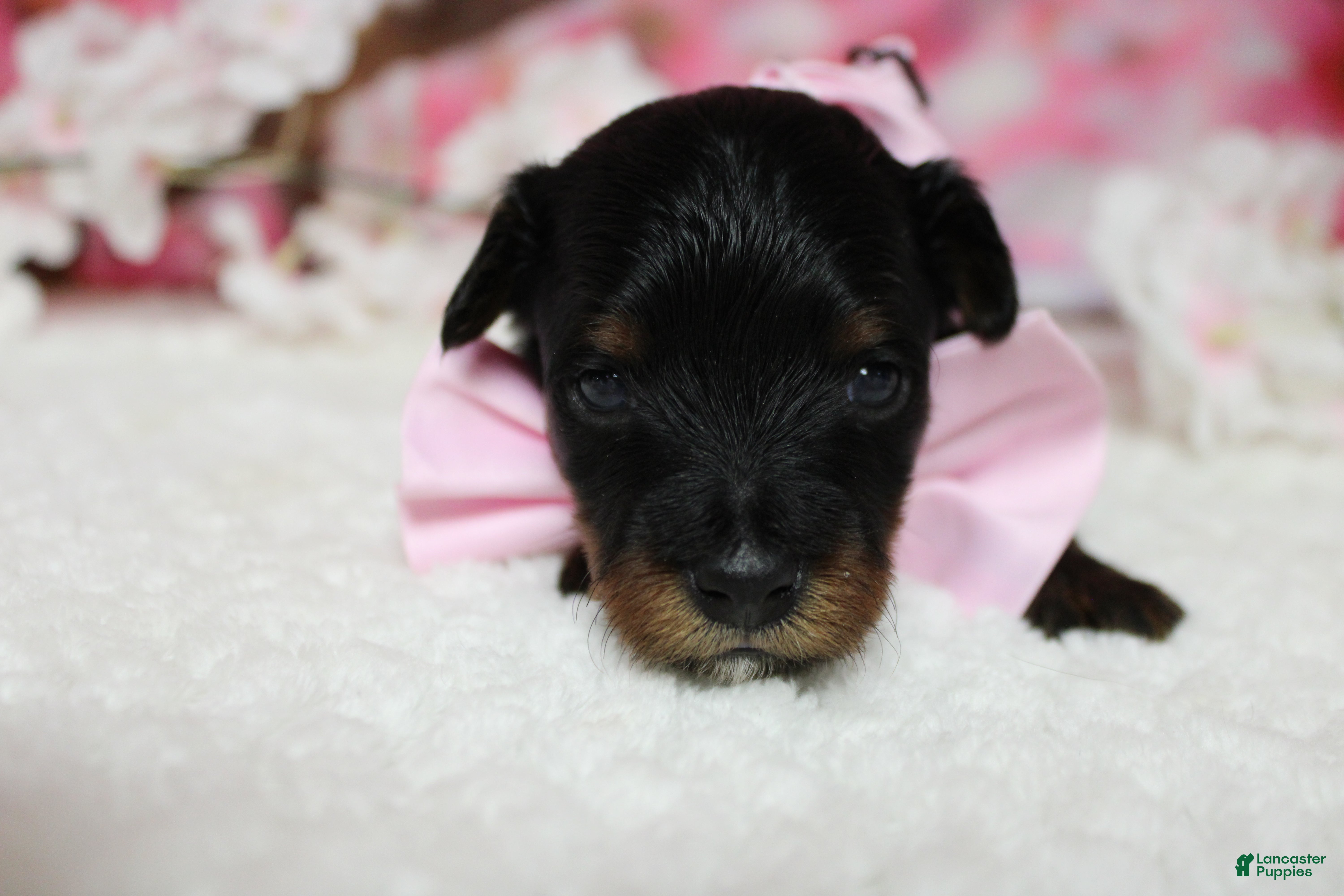 Yorkiepoo dogs Tramp  - Ad 8