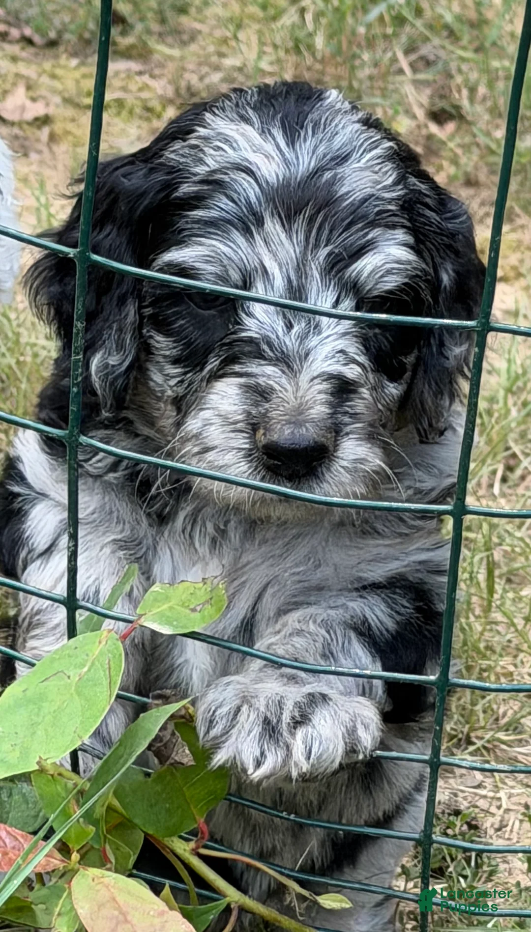 Aussiedoodle dogs for sale: Patches - Ad 1