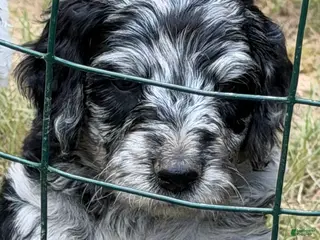 Aussiedoodle dogs Patches - Ad 15