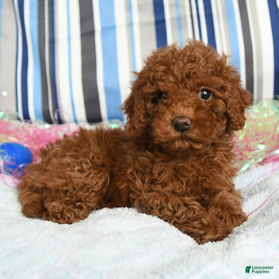 Miniature Poodle dogs Cookie - Ad 2
