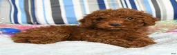 Miniature Poodle dogs for sale: Cookie - Ad 2