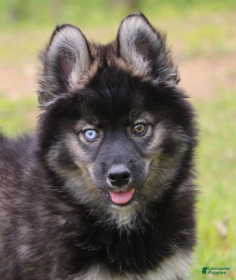 Pomsky dogs Chuckles  - Ad 1