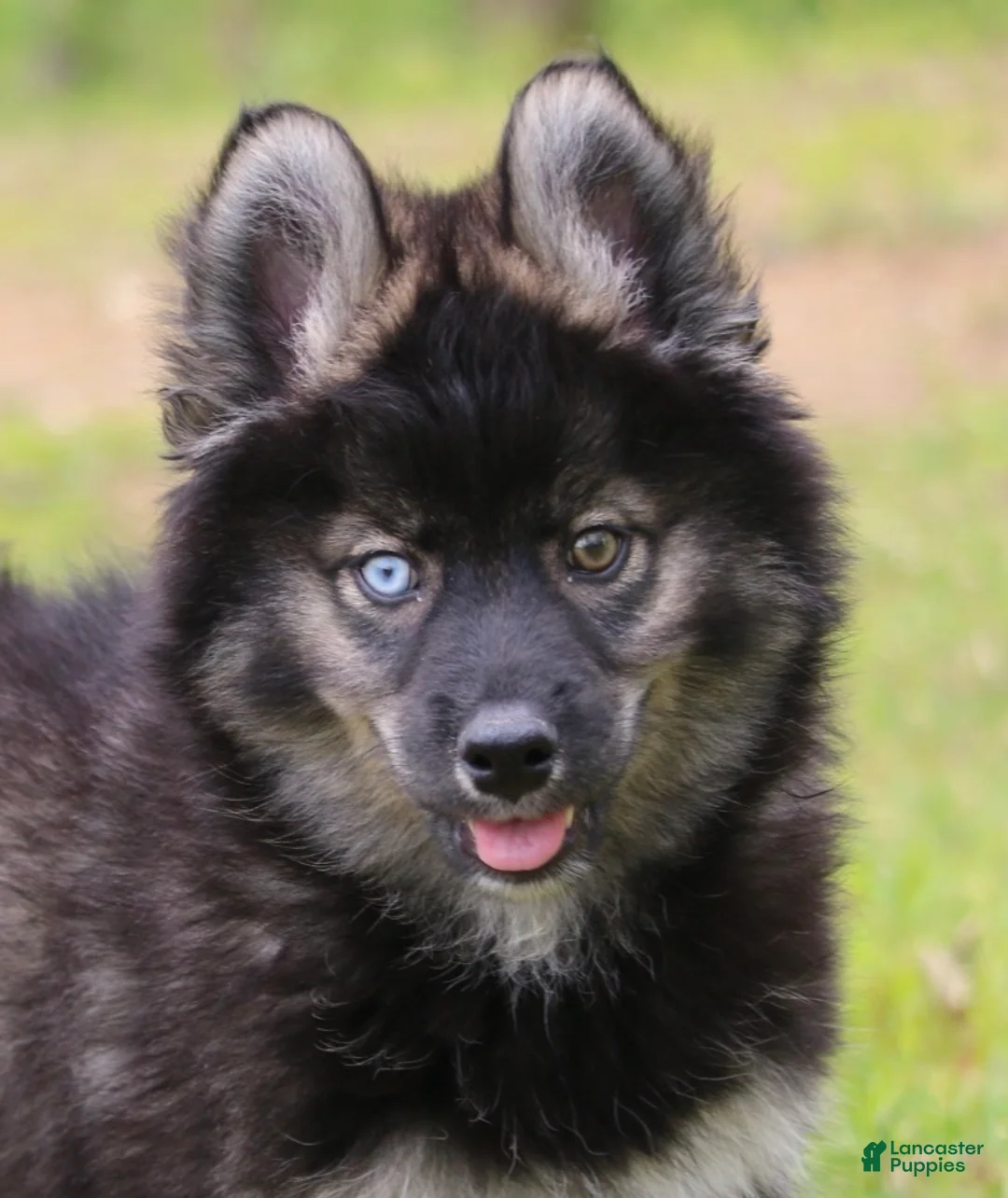 Pomsky dogs for sale: Chuckles  - Ad 2