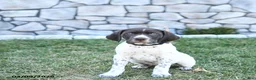 German Shorthaired Pointer dogs for sale: Rocco - Ad 5