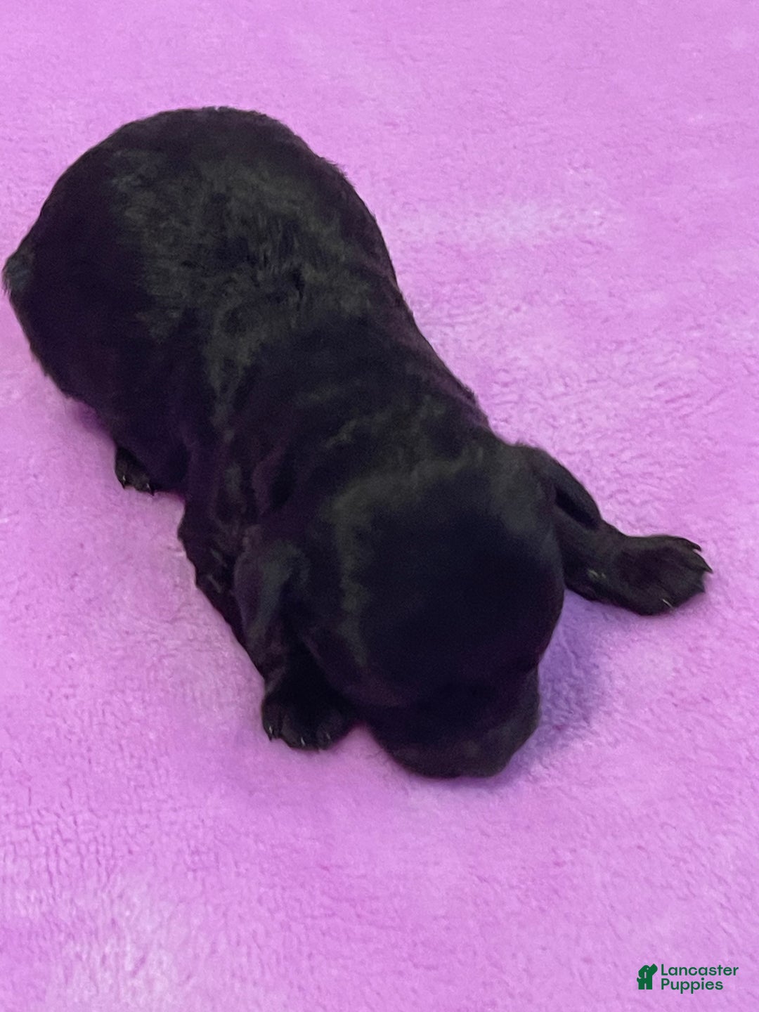 Toy Poodle dogs for sale: Toy Poodle Puppy 4 - Ad 1