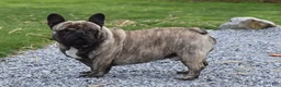 French Bulldog dogs for sale: Jazz - Ad 7
