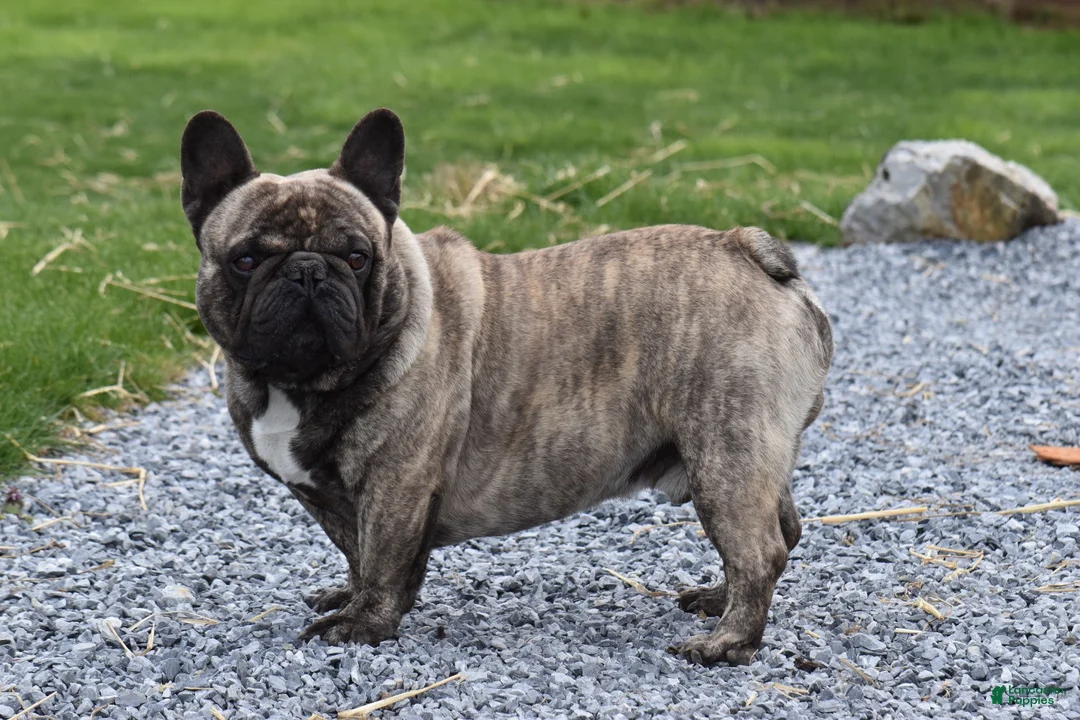 French Bulldog dogs for sale: Jazz - Ad 7