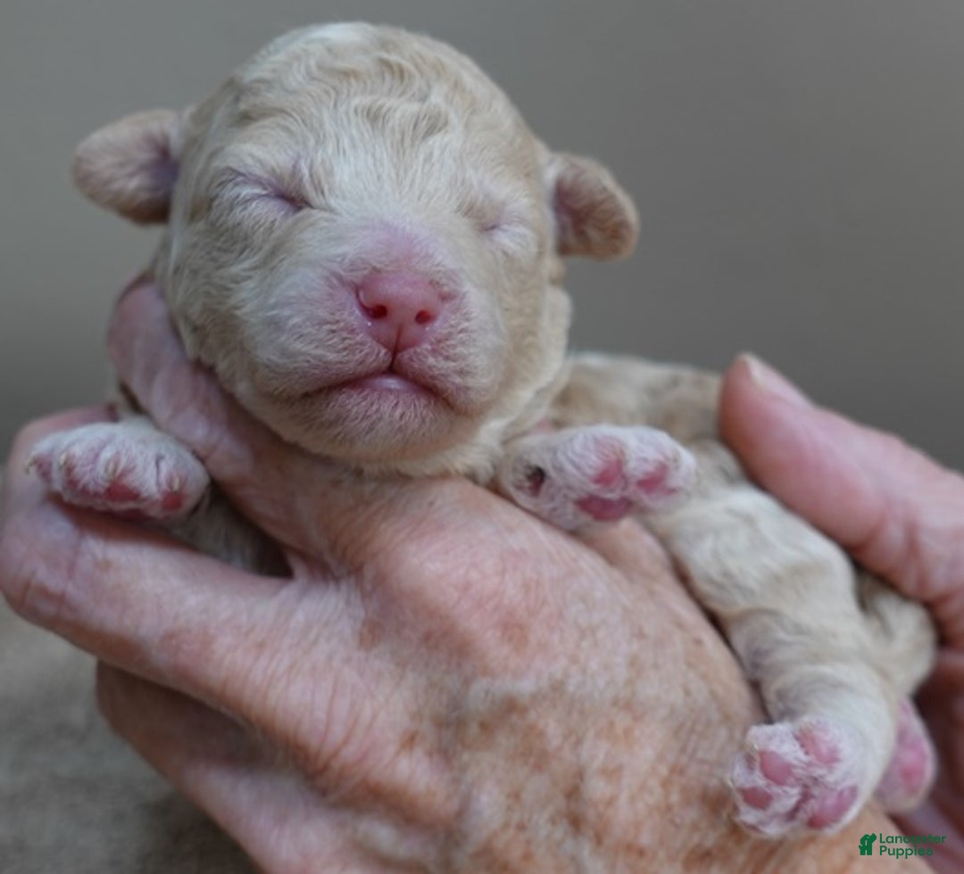 Toy Poodle dogs for sale: Denver shimmering champagne - Ad 9