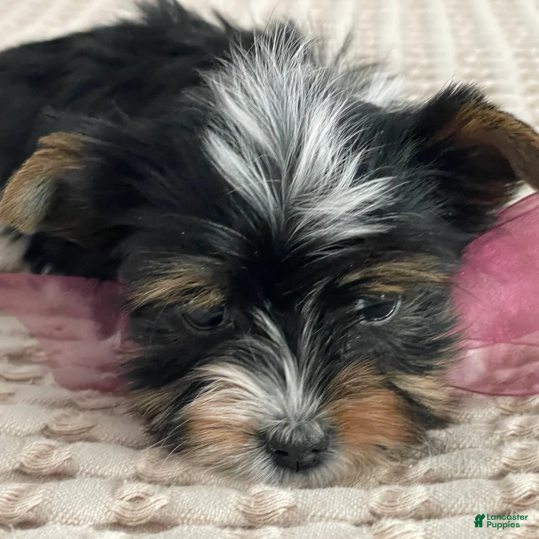 Biewer Terrier dogs for sale: Millie - Ad 4