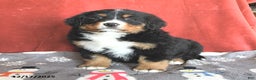Bernese Mountain Dog dogs for sale: Betsy - Ad 1