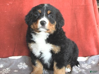 Bernese Mountain Dog dogs Betsy - Ad 25