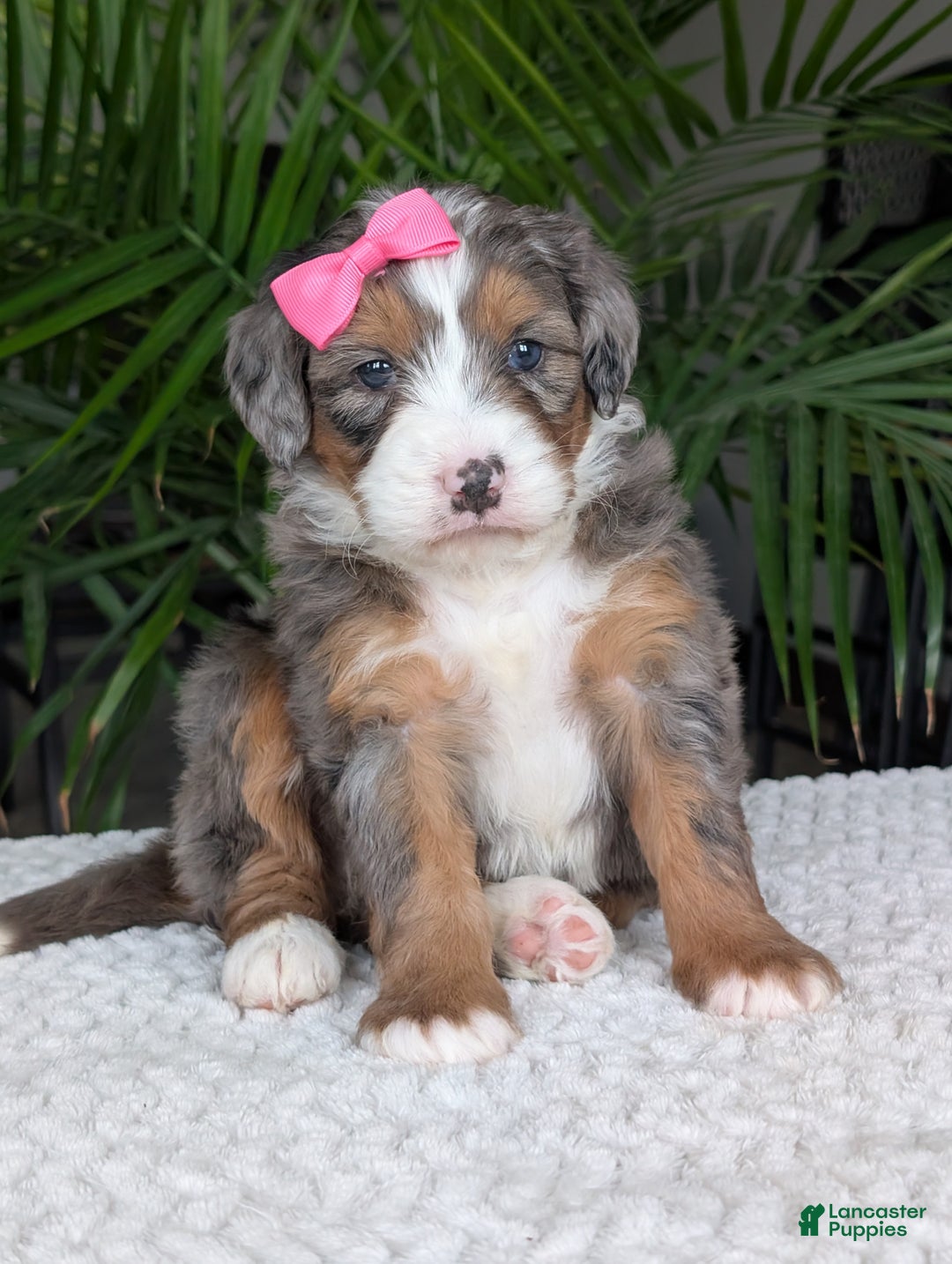 Mini Bernedoodle dogs for sale: Mini Indy  - Ad 10