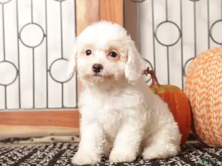 Toy Poodle dogs Lana - ACA Female Toy Female - Ad 25