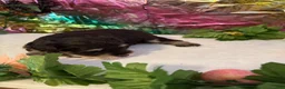 Miniature Schnauzer dogs for sale: Captain - Ad 8