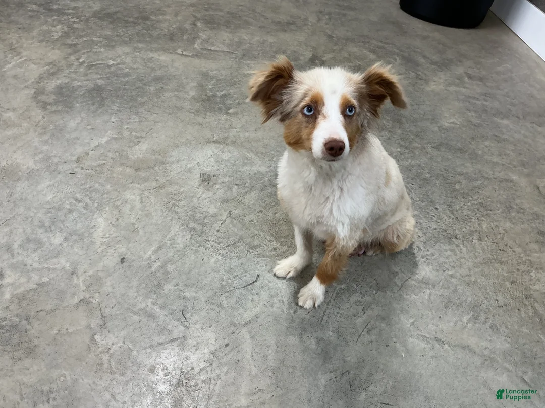 Aussiedoodle dogs for sale: Ms Amanda  - Ad 4