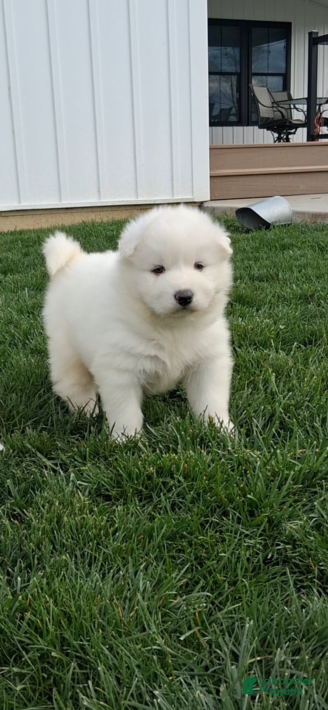 Samoyed dogs Flash - Ad 1