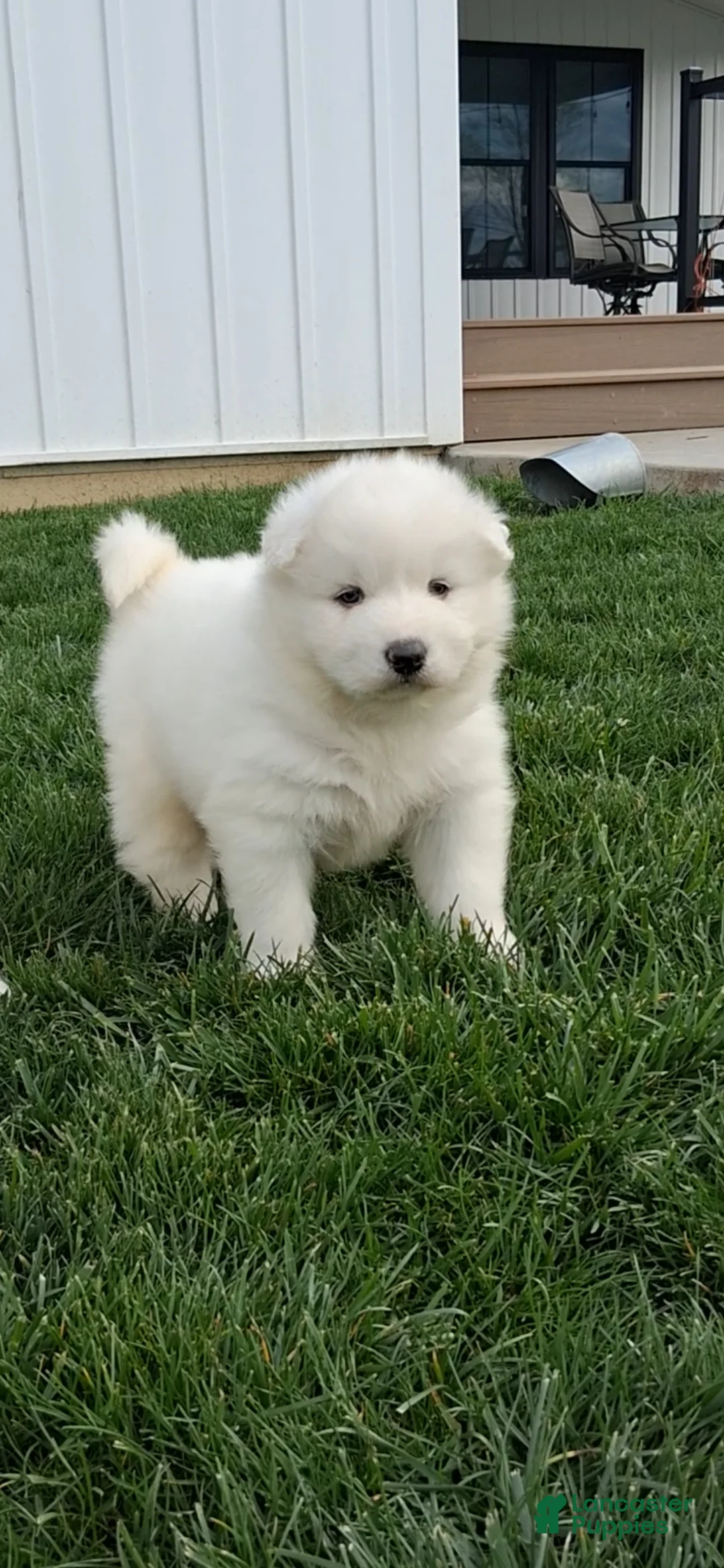 Samoyed dogs for sale: Flash - Ad 1