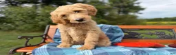 Labradoodle dogs for sale: Nutmeg (Girl) - Ad 4