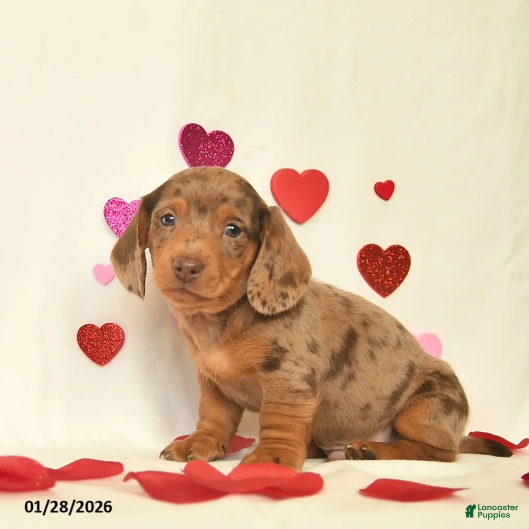 Miniature Dachshund dogs for sale: Ozzie  - Ad 4