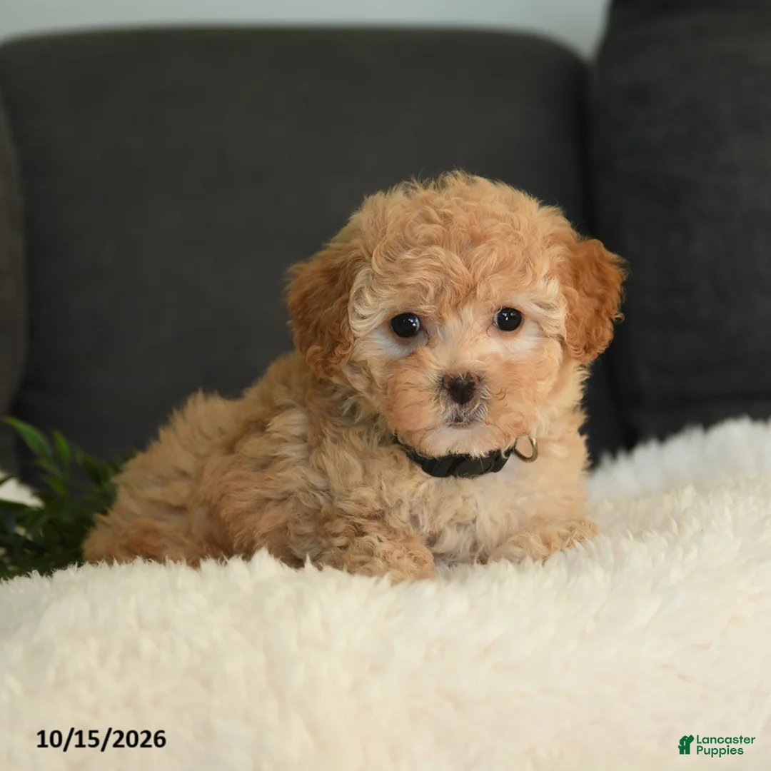 Teddy Bear dogs for sale: Penny - Ad 2