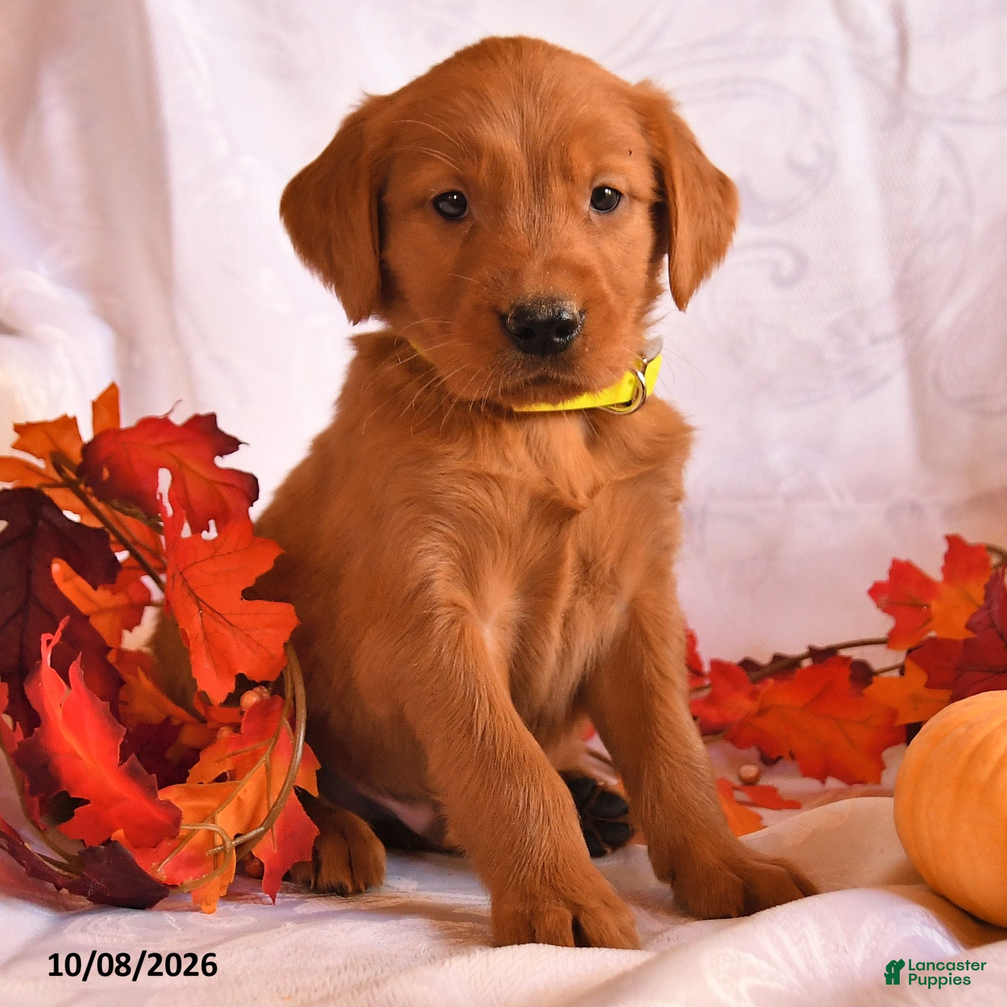Golden Retriever dogs Boomer - Ad 2