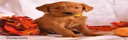 Golden Retriever dogs for sale: Boomer - Ad 2
