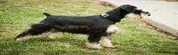 Miniature Schnauzer dogs for sale: Antonio - Ad 6