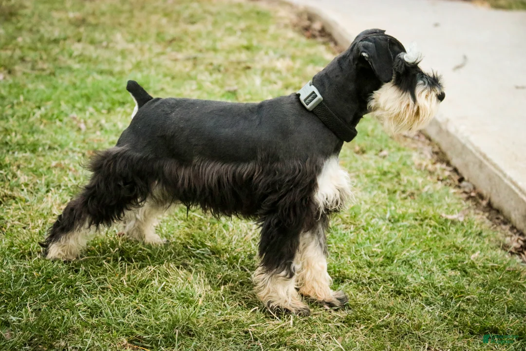Miniature Schnauzer dogs for sale: Antonio - Ad 6