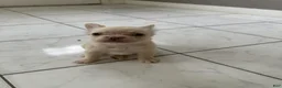 French Bulldog dogs for sale: Fluffy female cream or platinum  - Ad 3