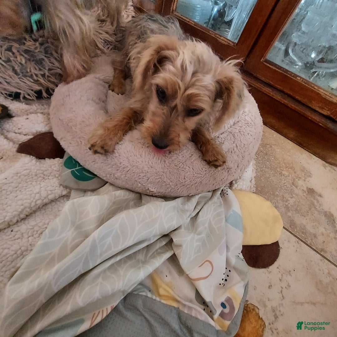 Yorkshire Terrier dogs for sale: Yorkshire Terrier Puppy *MERLE Male  - Ad 5