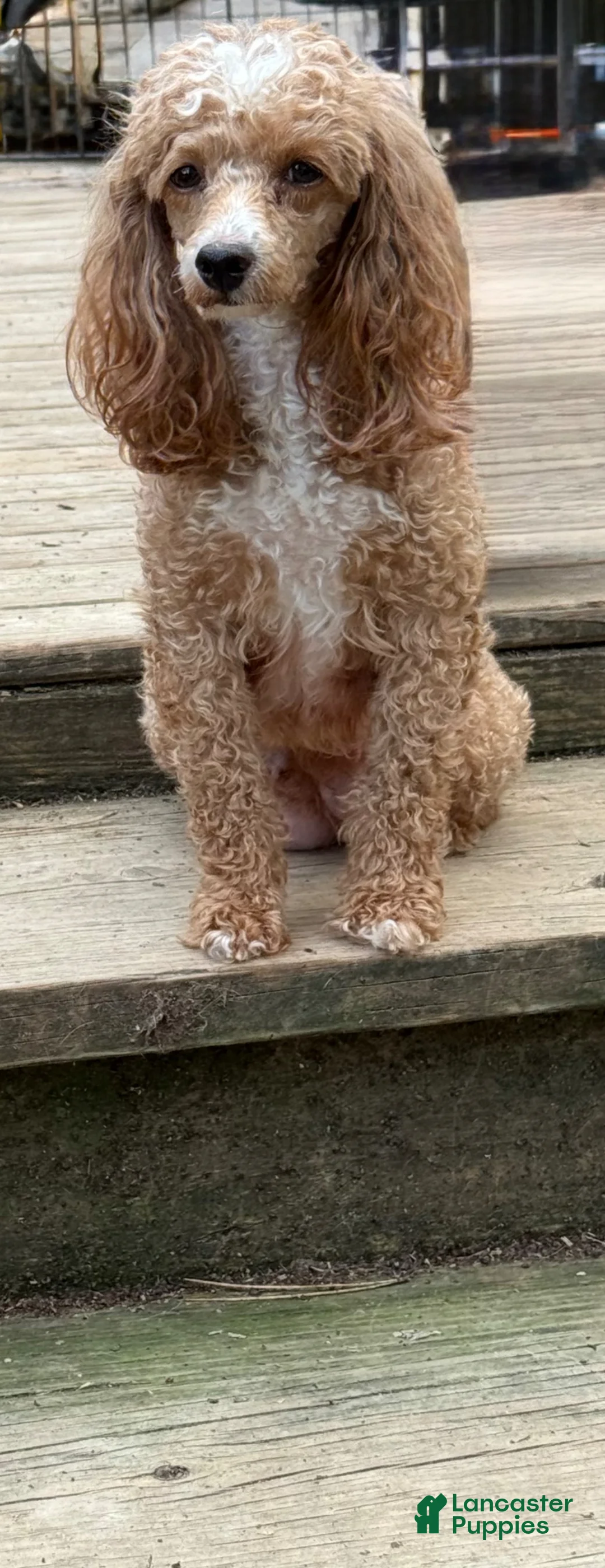 Miniature Poodle dogs for sale: KENZIE - Ad 4