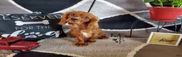 Cavapoo dogs for sale: Barley - Ad 10