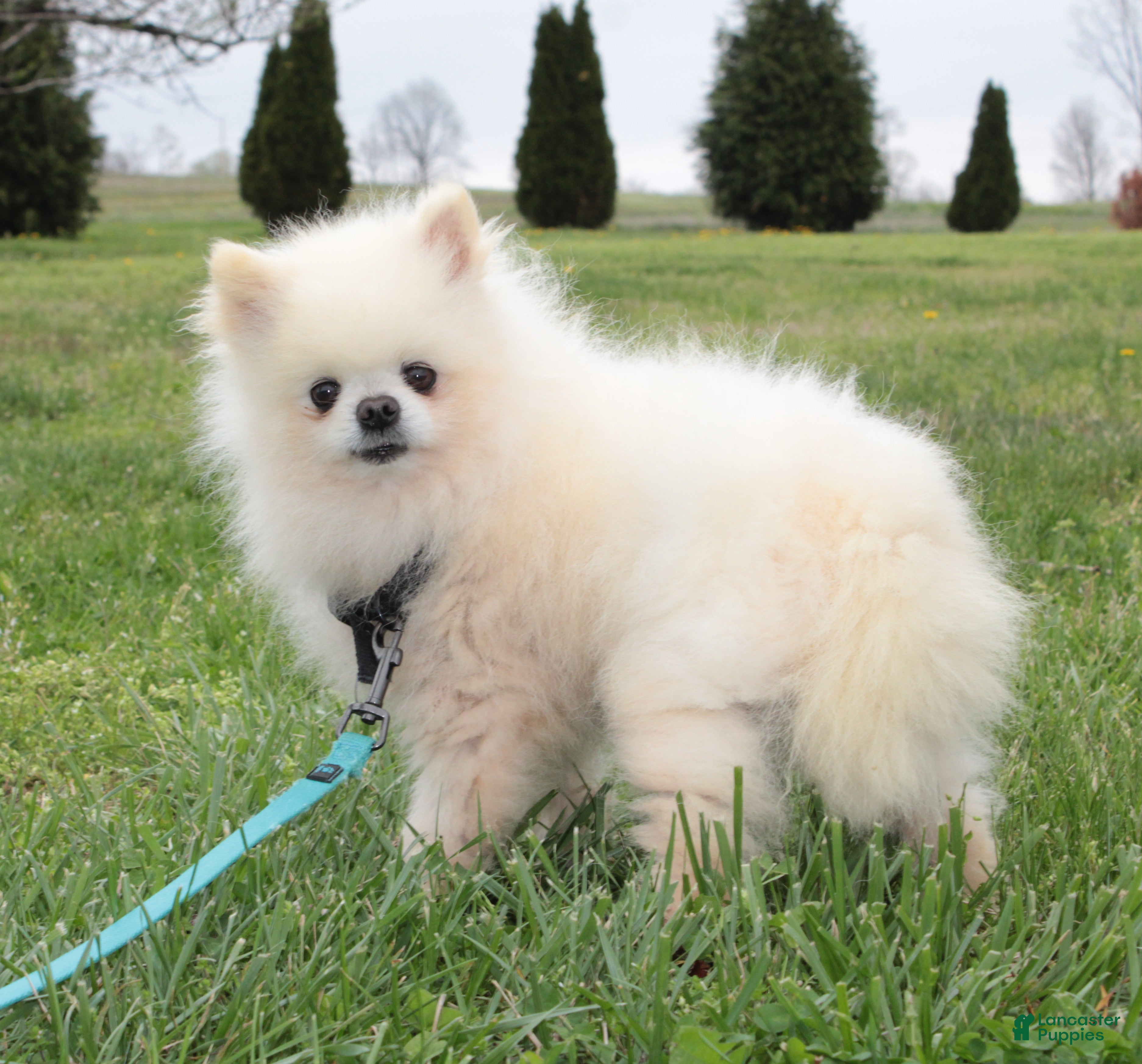 Pomeranian dogs Justin - Ad 2