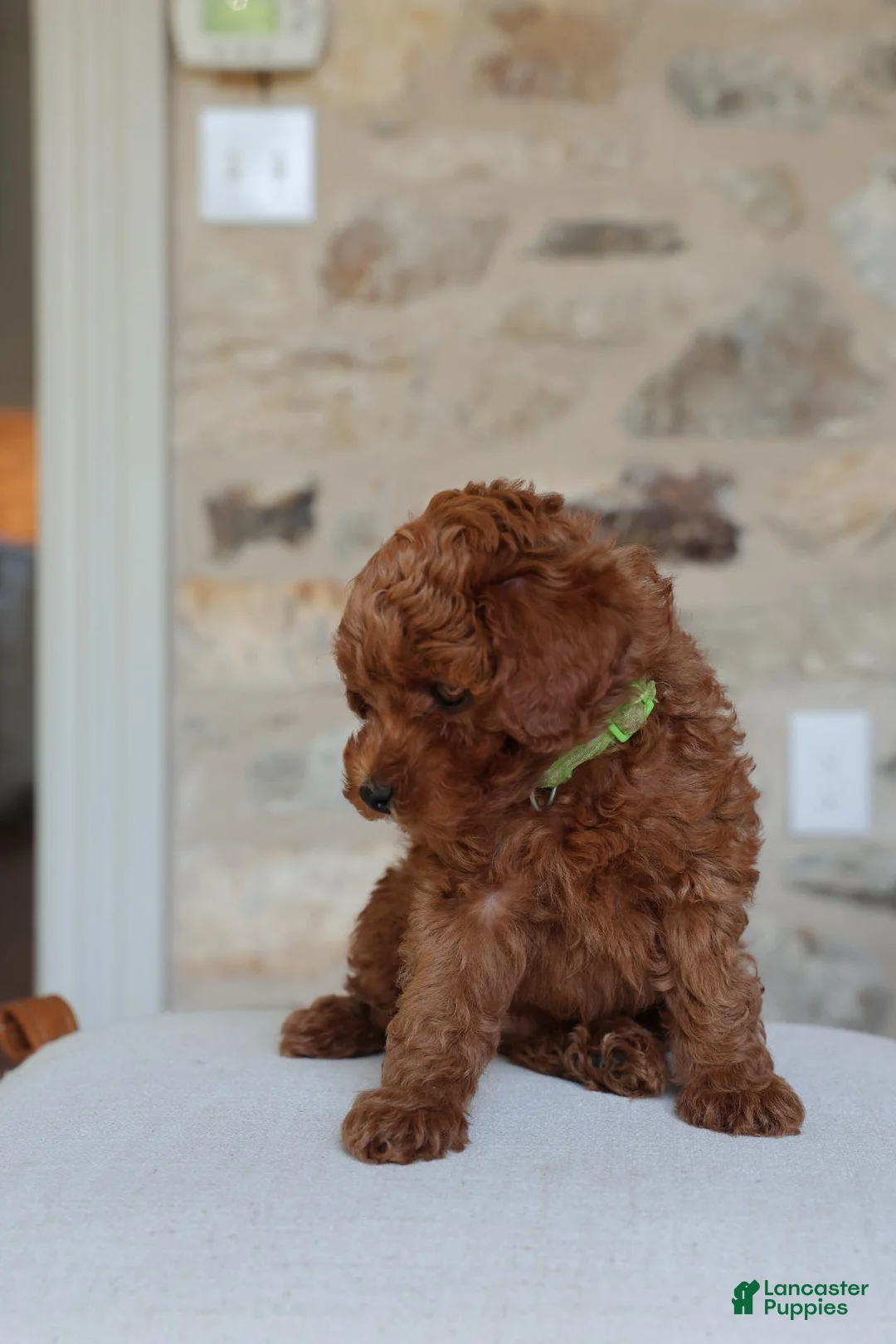 Toy Poodle dogs for sale: Pluto - Ad 2