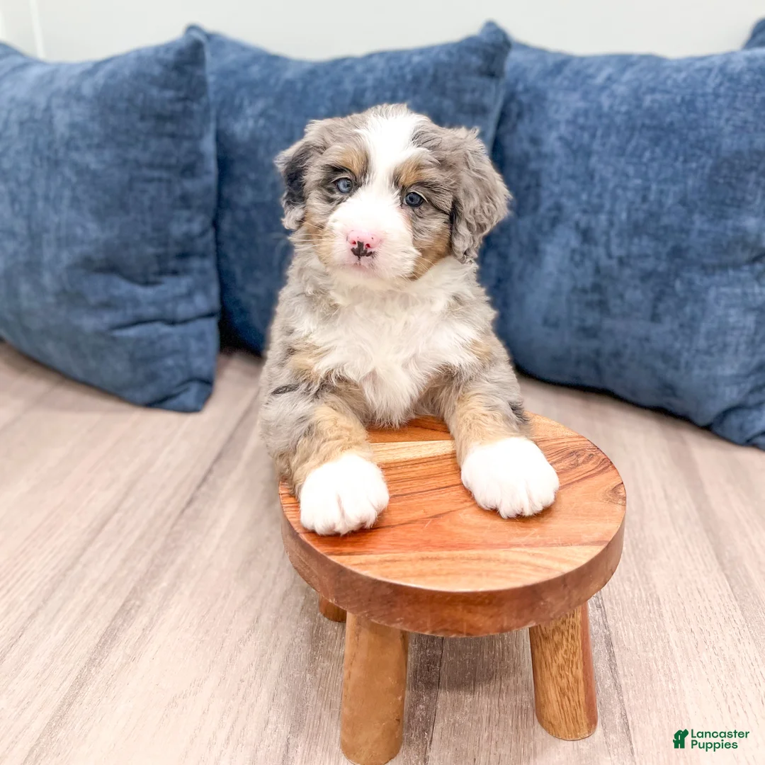 Mini Bernedoodle dogs for sale: Shelby - Ad 8