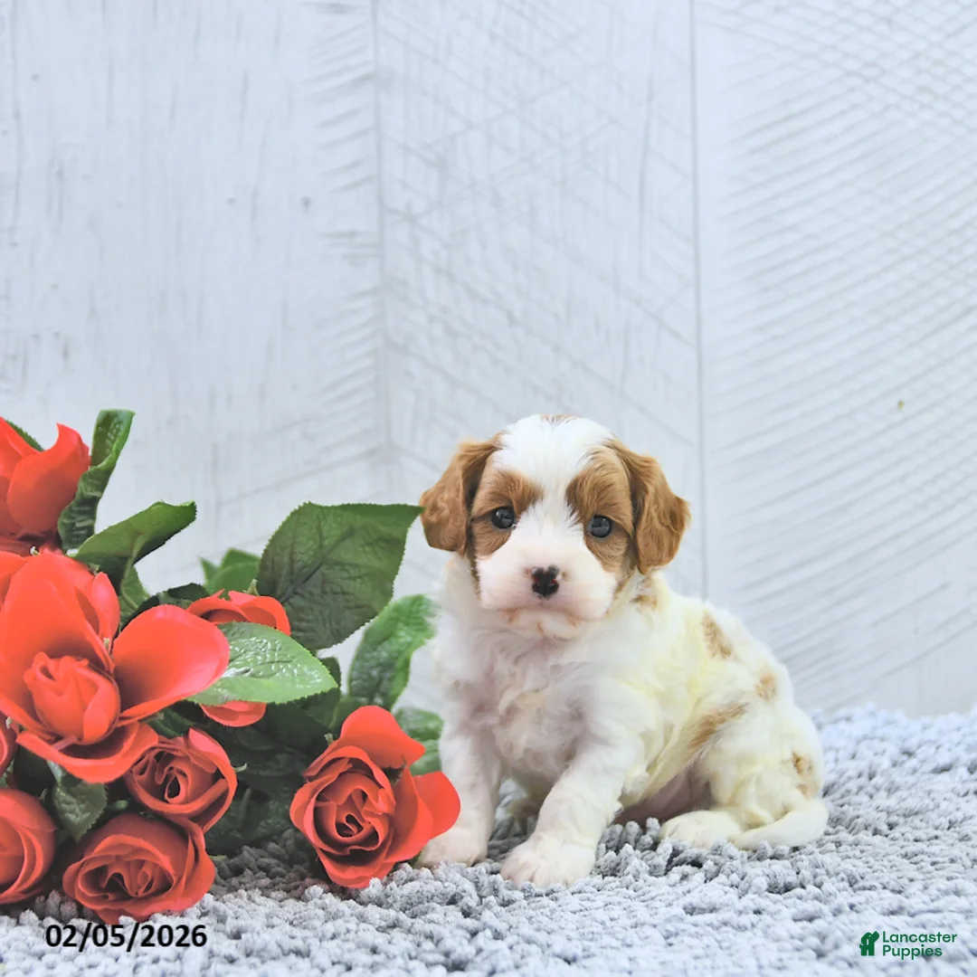 Cavapoo dogs for sale: Marlo - Ad 5