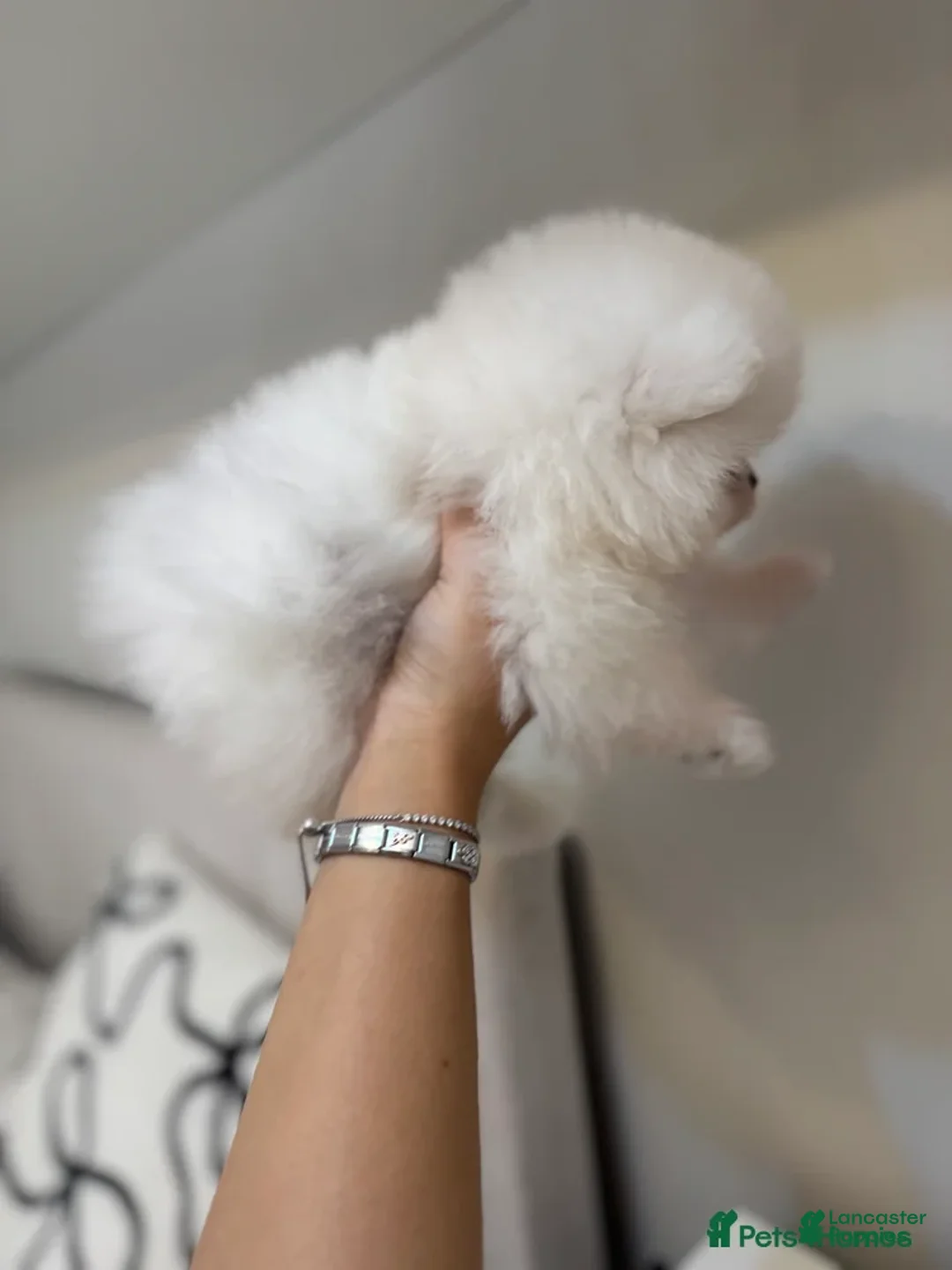 Pomeranian dogs for sale: Kayla - Ad 4