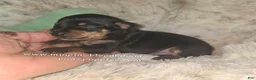 Miniature Pinscher dogs for sale:  Matt black and rust  - Ad 16