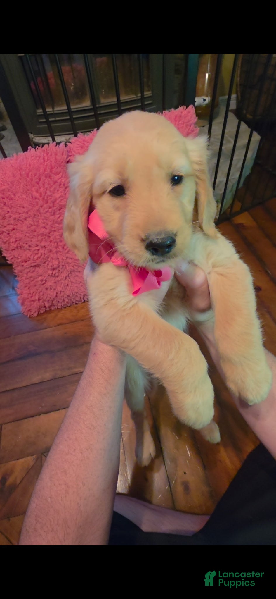Golden Retriever dogs AKC Sprinkles - Ad 1