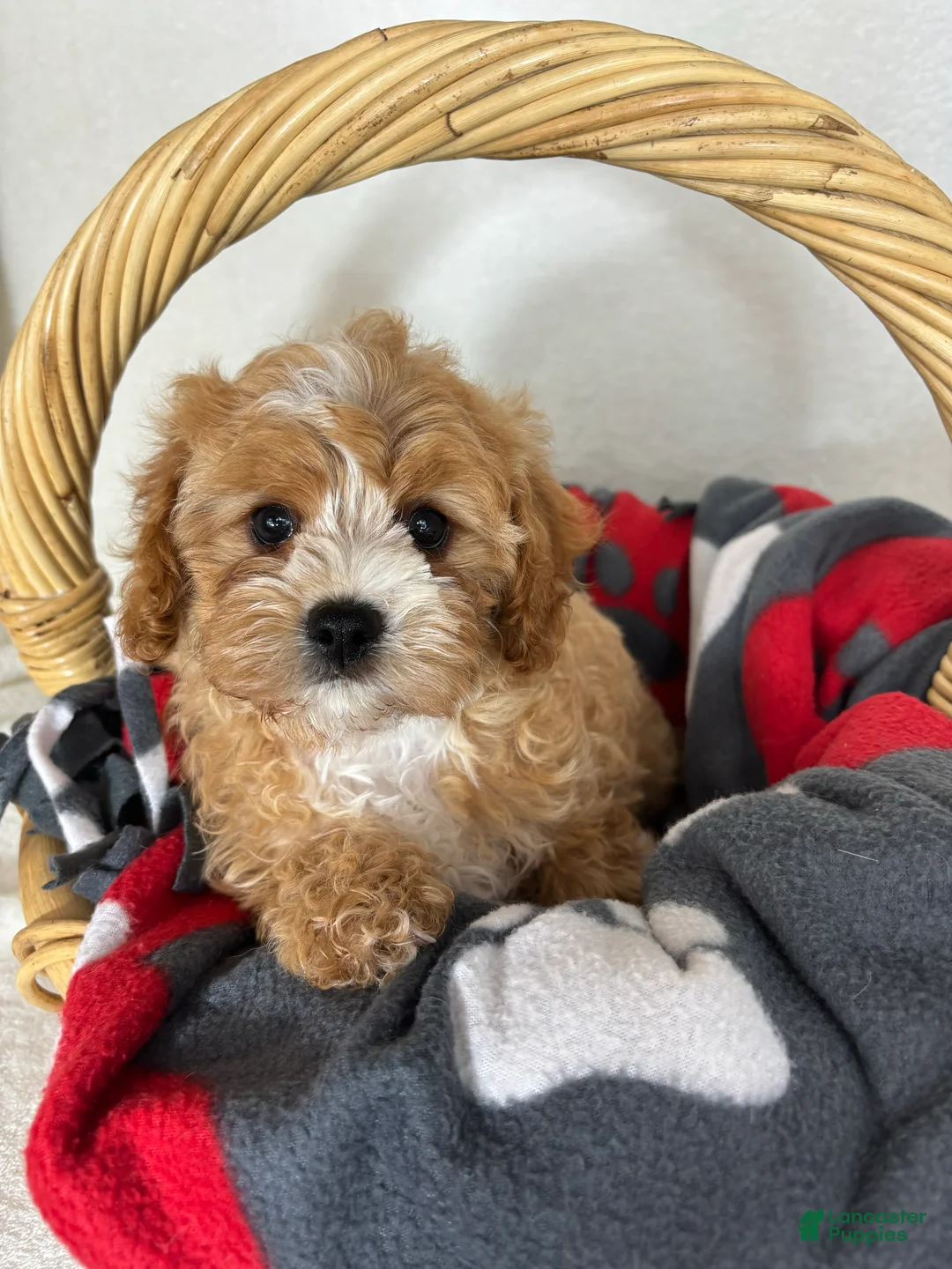 Cavapoo dogs for sale: Joey - Ad 1
