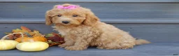 Mini Goldendoodle dogs for sale: Sheila - Ad 4
